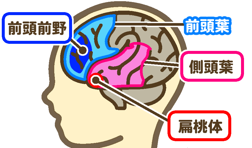 社会脳に関係する脳の部位